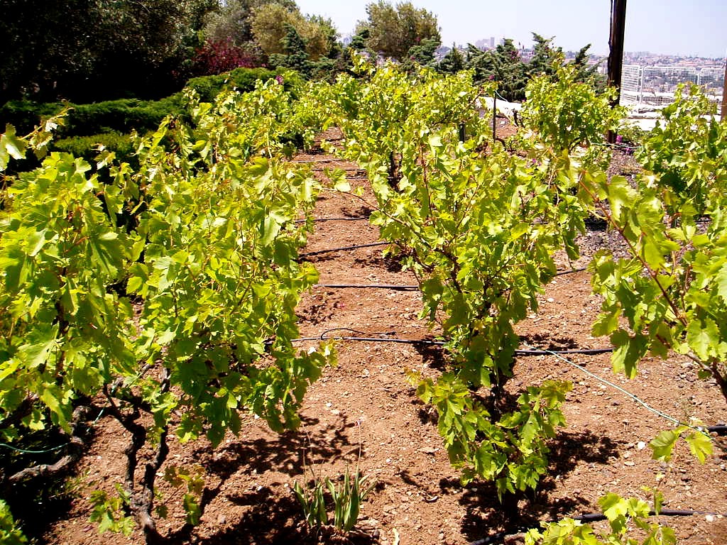 Grape Vines