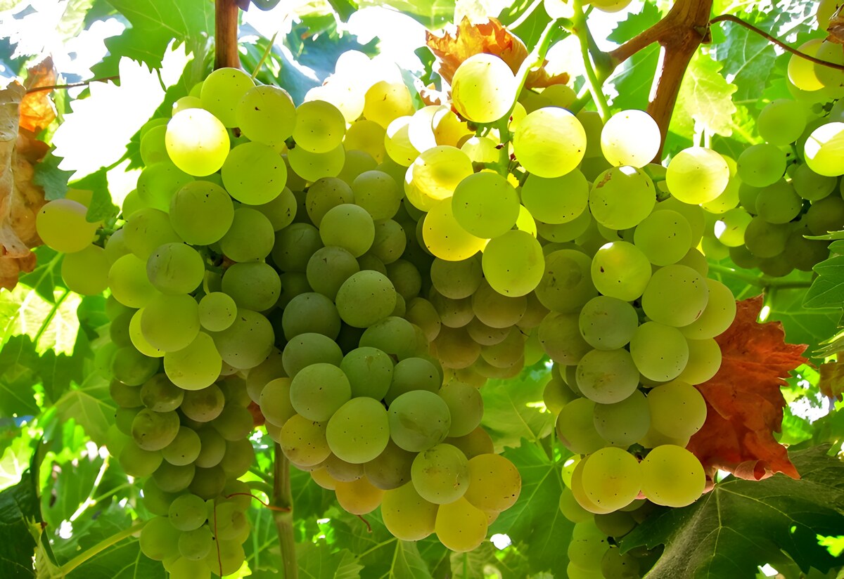 Vermentino,老海狼