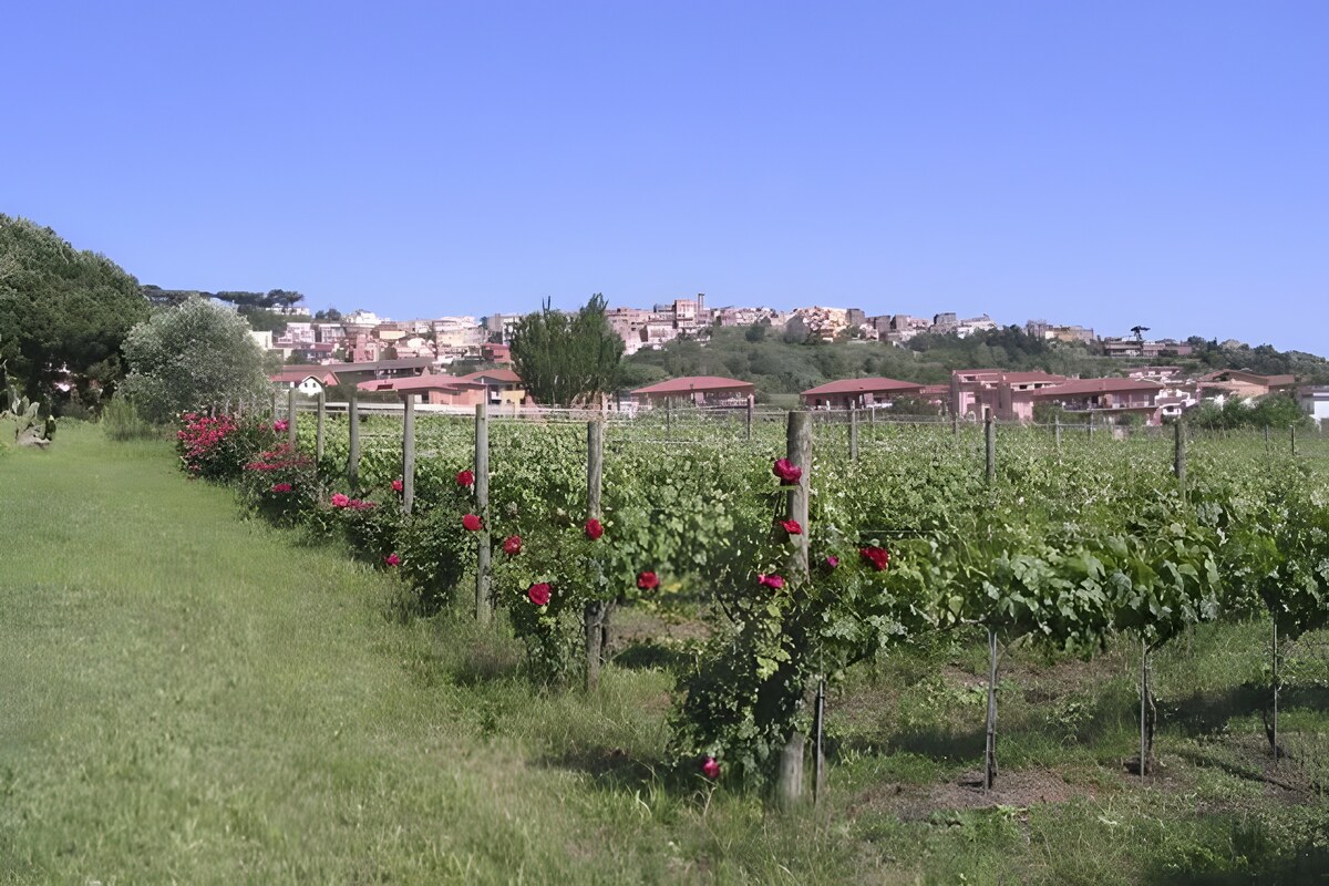 Perché si piantano rose all'inizio dei filari?