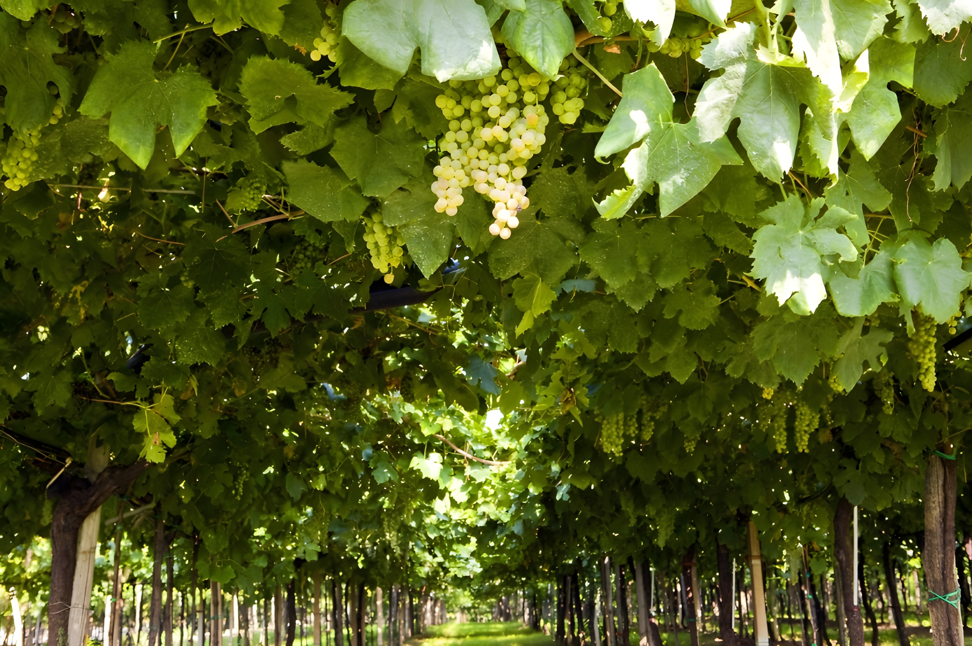 El Trebbiano d'Abruzzo, vitigno que atraviesa el tiempo