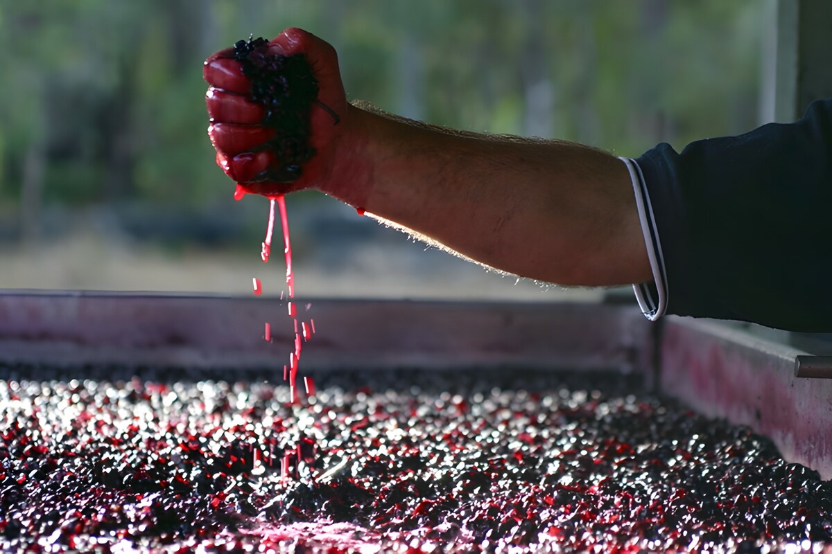 Vino: ¡Levaduras personalizadas para una fermentación inimitable!