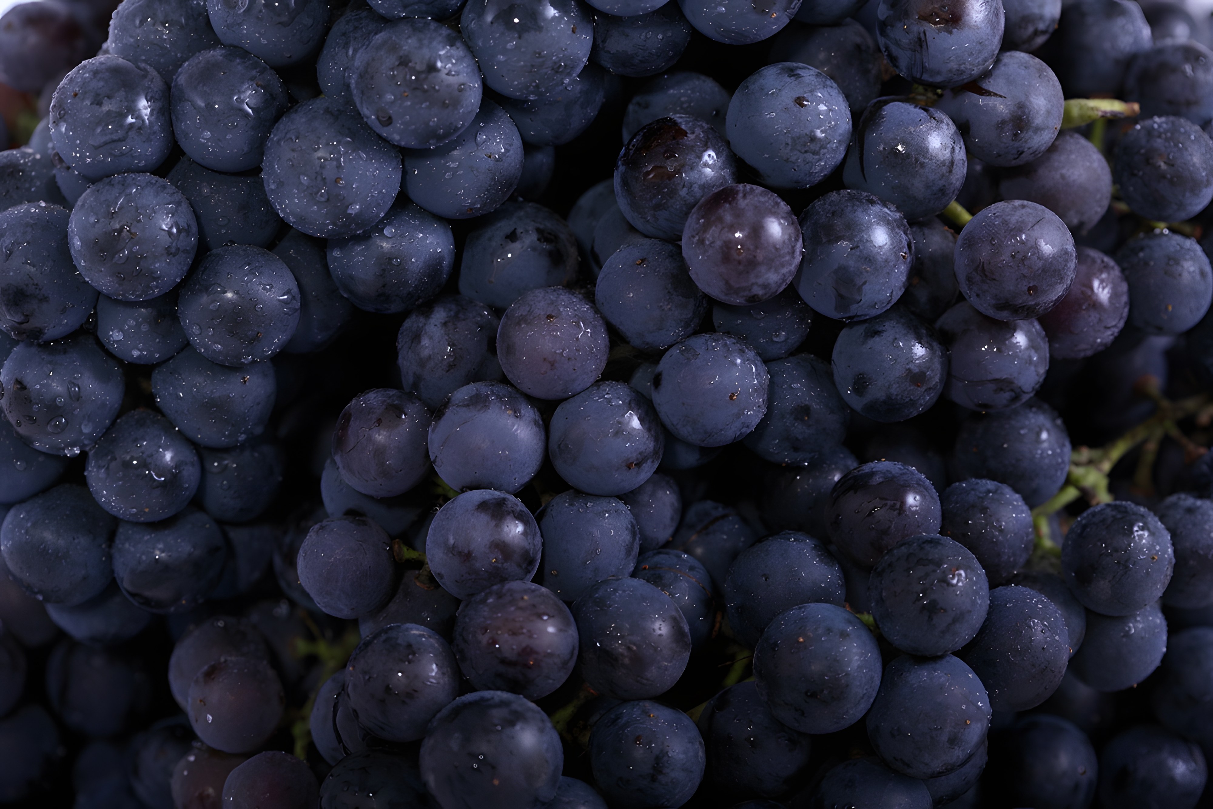 I figli del Nebbiolo, il Re dei vini