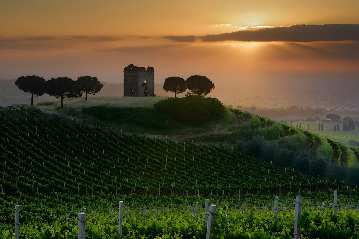 品鉴获奖葡萄酒 Frascati