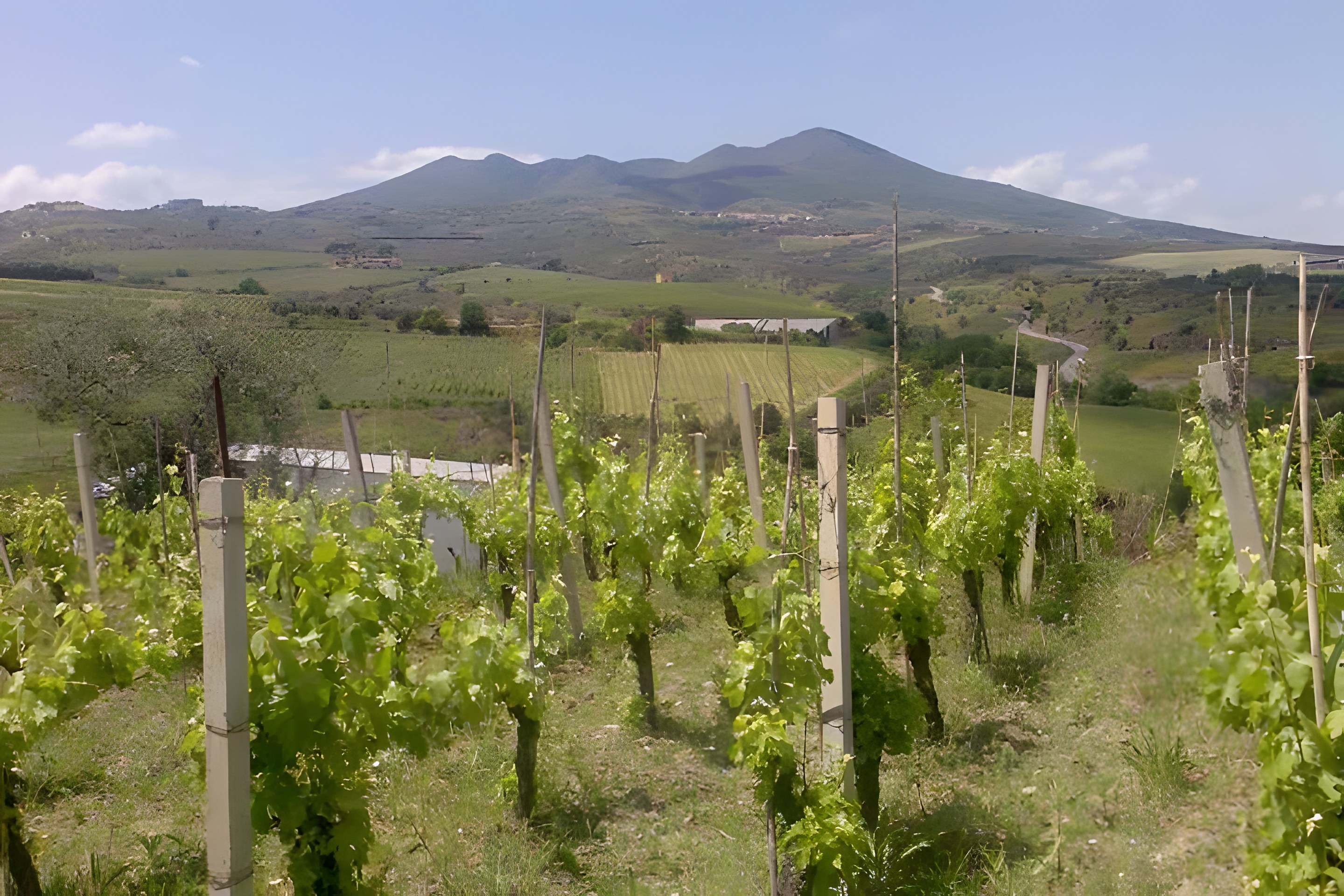 Aglianico y territorio: el vitigno difícil