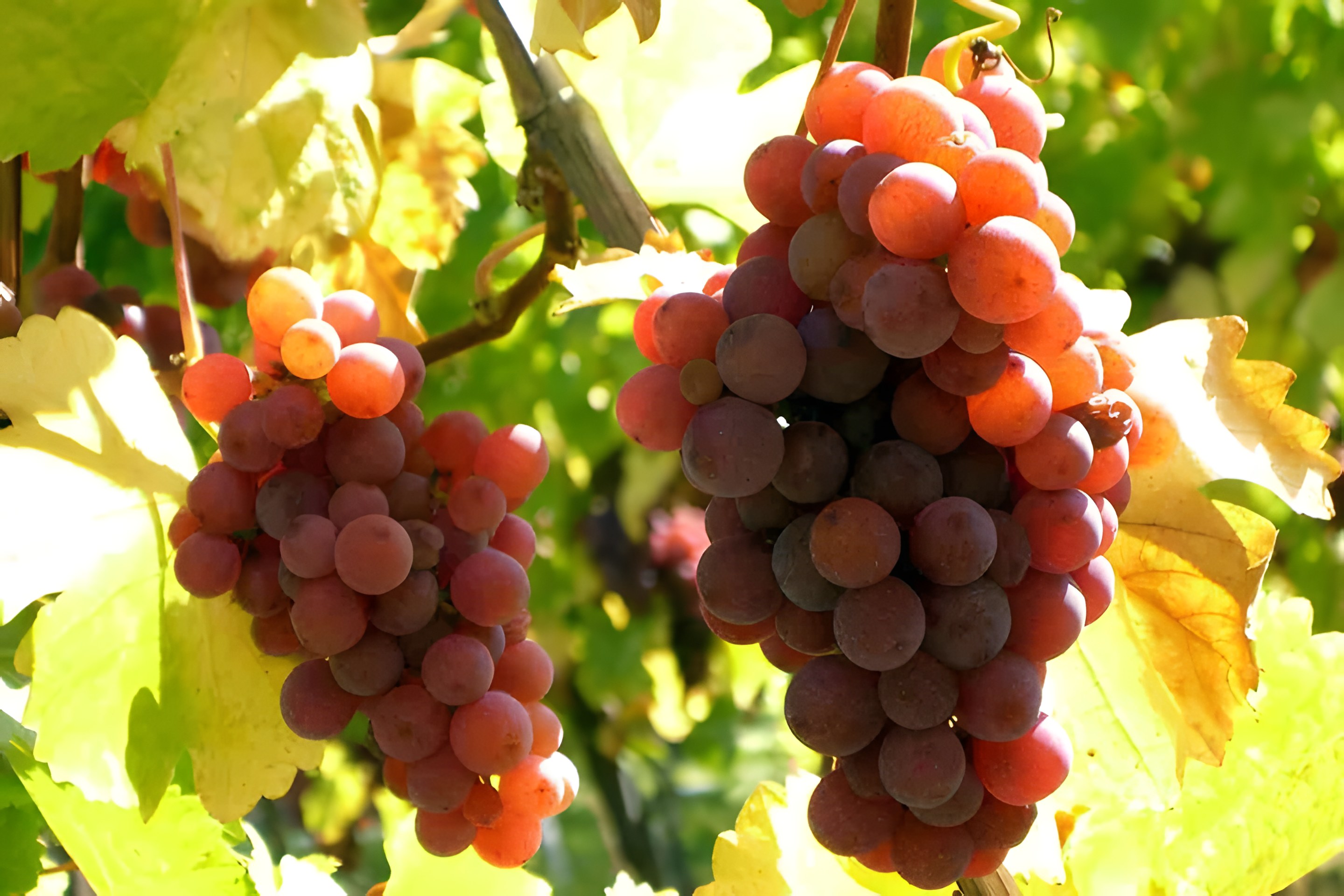 Gewurztraminer: tutto ciò che c’è da sapere in poche righe