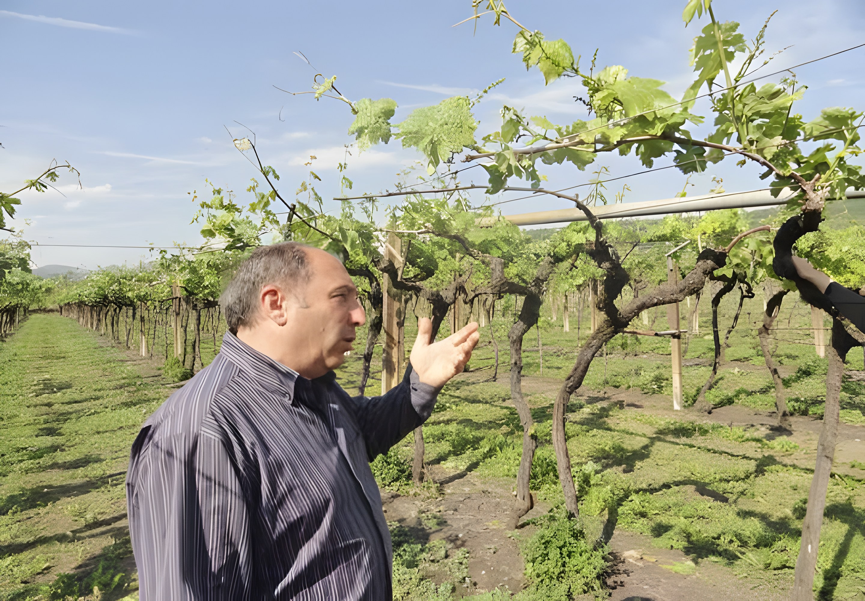 Soave: Il Casale 与 Terre Lunghe，同源却各异
