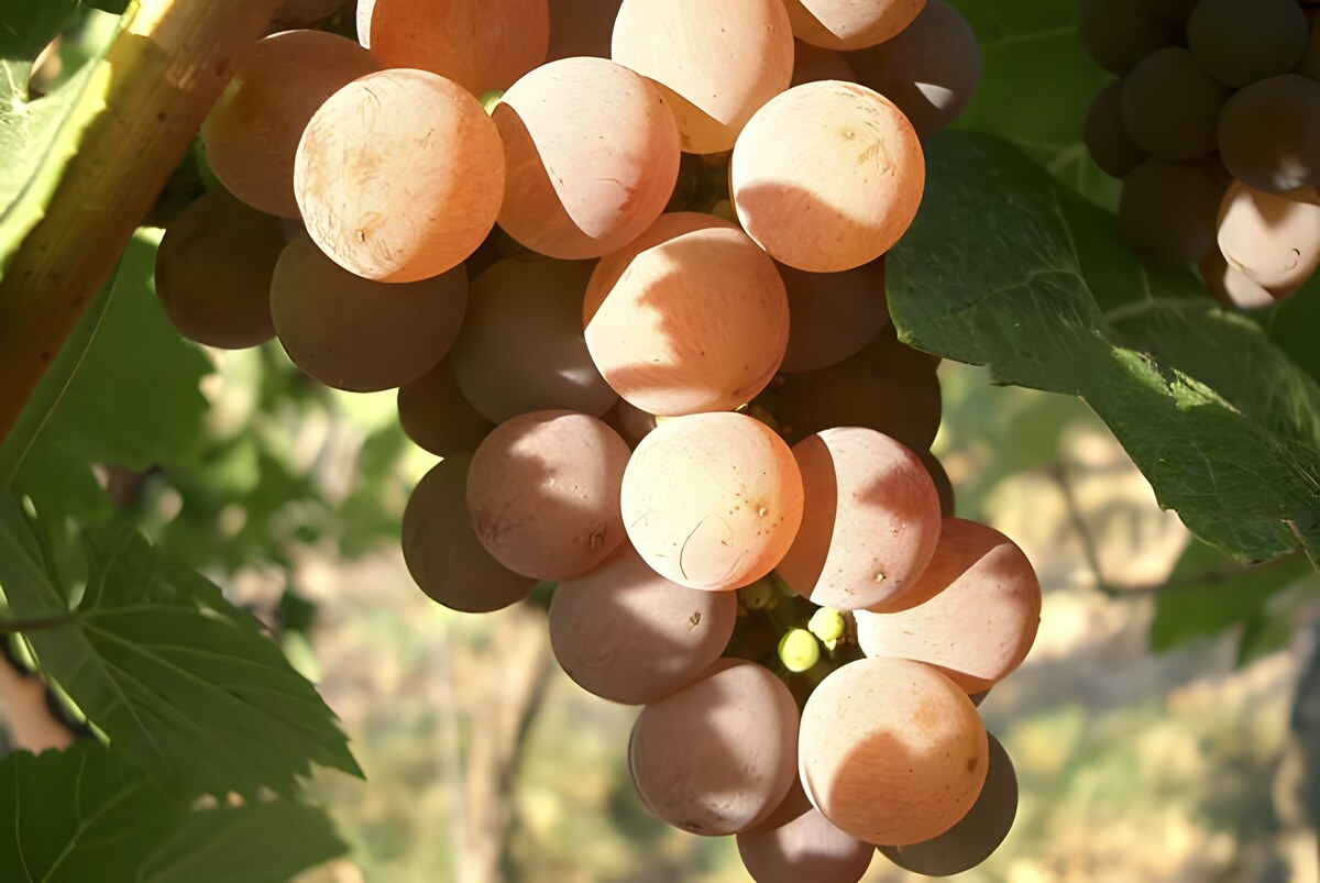 Gewurztraminer: un vitigno sincero e riconoscibile